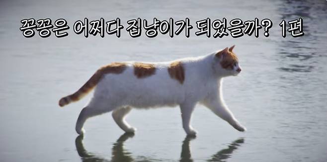 지난해 초 온라인에서 유행한 밈 속 길고양이의 근황이 전해졌다. [사진 = 유튜브 채널 ‘5275 오이칠오’ 캡처]