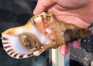 [창원=뉴시스]나팔고둥.(사진=낙동강청 제공) 2025.08.06.photo@newsis.com *재판매 및 DB 금지