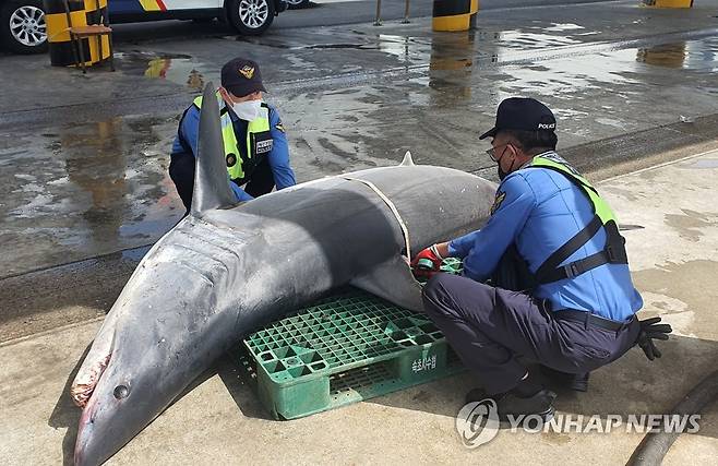 고성 앞바다서 혼획된 청상아리 2022년 4월 26일 오전 강원 고성 봉포항 인근 해상에서 혼획된 청상아리의 크기를 해경이 측정하고 있다.
[속초해경 제공·연합뉴스 자료사진]