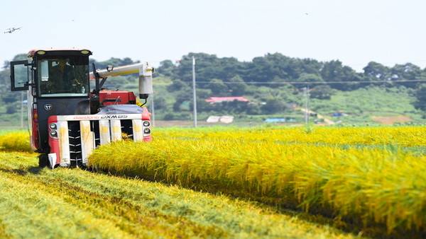 절기상 입추(立秋)인 7일 충남 당진시 송악읍의 한 들녘에서 농부가 가장 빠른 벼 빠르미향을 수확하고 있다. 김주형 기자 kjh2667_@cctoday.co.kr