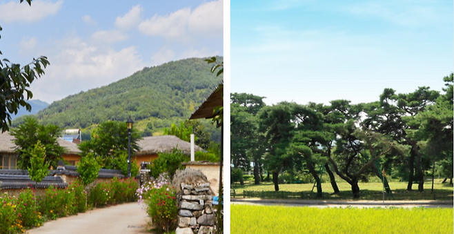 용문면 금당실 마을(왼쪽), 천연기념물로 지정된 금당실 송림(오른쪽). /예천군 제공