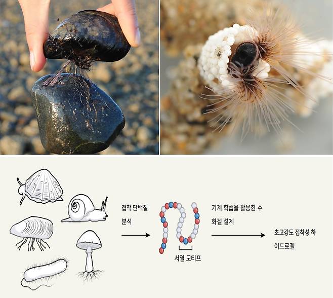 홍합이나 갯지렁이는 물에서도 접착력을 내는 물질을 분비한다(위). AI는 이런 천연 접착물질에 대한 정보를 학습하고 최적의 수중 접착제를 설계했다(아래)./미 MIT, 유타대, 네이처