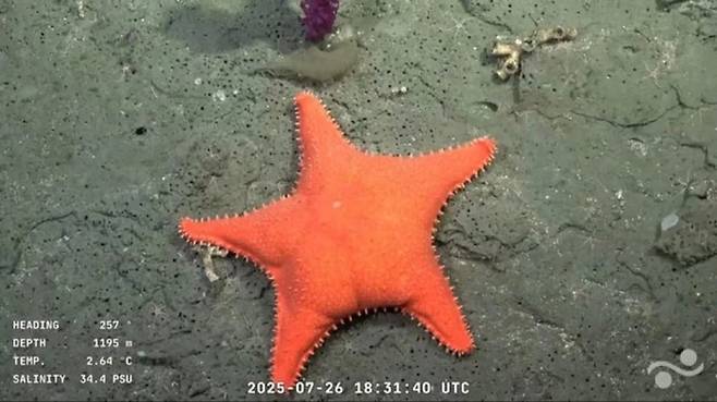 지난달 26일 아르헨사진 배타적 경제수역(EEZ) 마르델플라타 해저 협곡에서 발견된 불가사리. 사진=미국 슈미트 해양연구소(SOI)/아르헨티나 국립 과학기술연구위원회(CONICET)