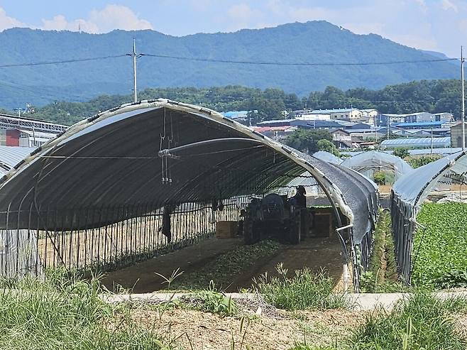 29일 오후 2시께 경기도 포천의 농장의 한 비닐하우스 안에서 이주노동자들이 일을 하고 있다. 임재우 기자