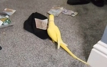 마약거래로 번 돈 가지고 노는 앵무새 ‘망고’. [사진출처 = 블랙풀 경찰 페이스북]