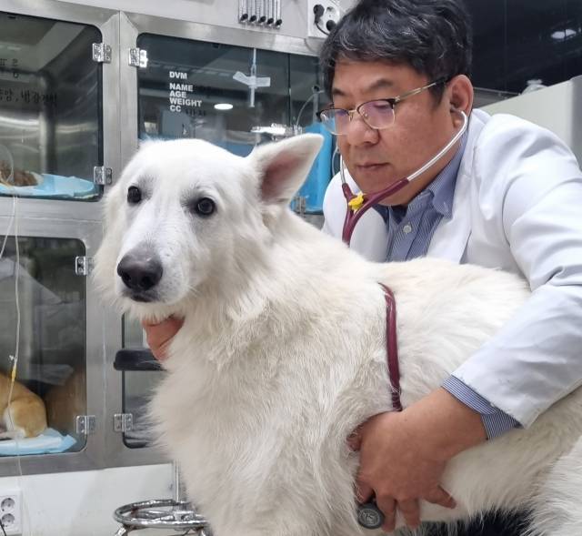 임재현 대구동물메디컬센터 원장이 반려동물을 진료하고 있다. 이주형 기자