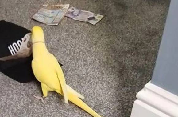 망고가 마약 대금을 부리로 옮기고 있다. [사진=영국 블랙풀 경찰]