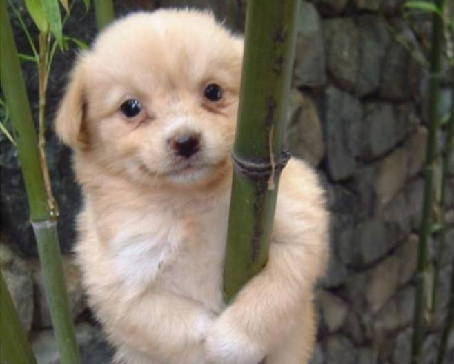 디시인사이드의 마스코트가 된 ‘개죽이’