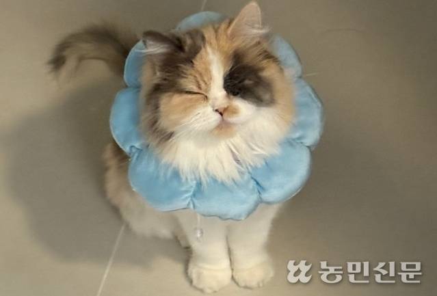 올해 10살인 윙크하는 고양이 ‘리브’. 고양이를 키우기 전에는 신중하게 고민하는 게 좋다.