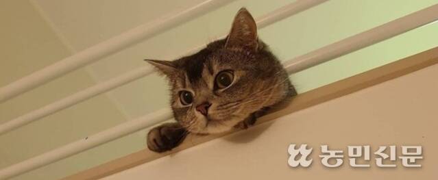 아래를 내려 보고 있는 8살 고양이 ‘호두’. 고양이에게는 수직 공간을 마련해주는 것이 중요하다.