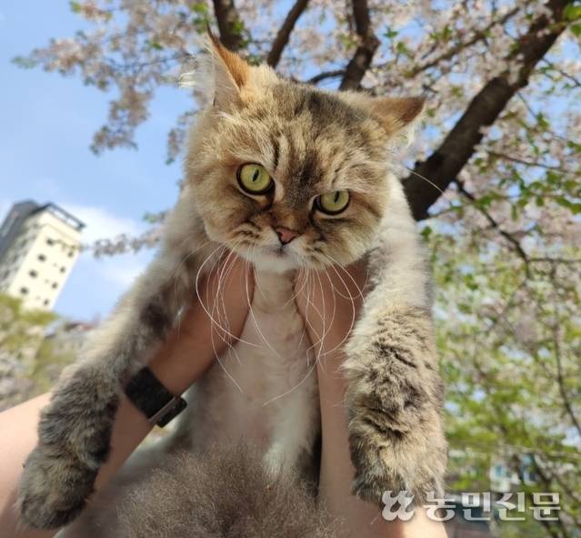 올해 13살인 고양이 ‘쪼꼬’. 고양이는 유당불내증이 있어서 고양이 전용 우유를 줘야 한다.