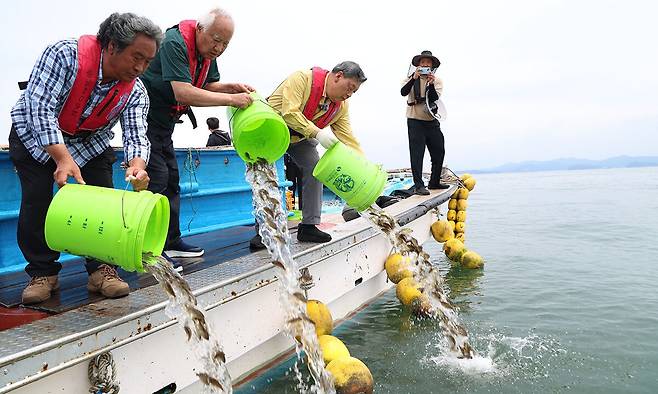 지난달 29일 고수온주의보가 발령된 충남 서해 천수만에서 가두리양식장을 운영하는 어민들이 8일 폐사를 막기 위해 조피볼락들을 바다에 풀어주고 있다. 이날 천수만에서는 조피볼락 67만9000마리가 방류됐다. 태안군 제공