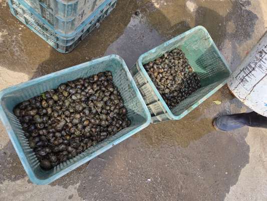 수거한 왕우렁이