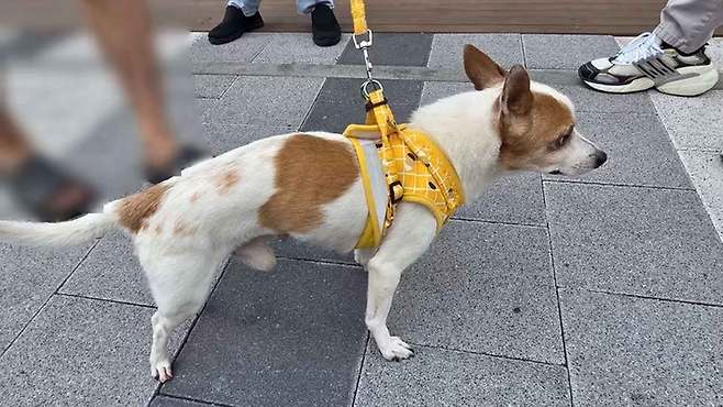 사진출처 : 부산진경찰서