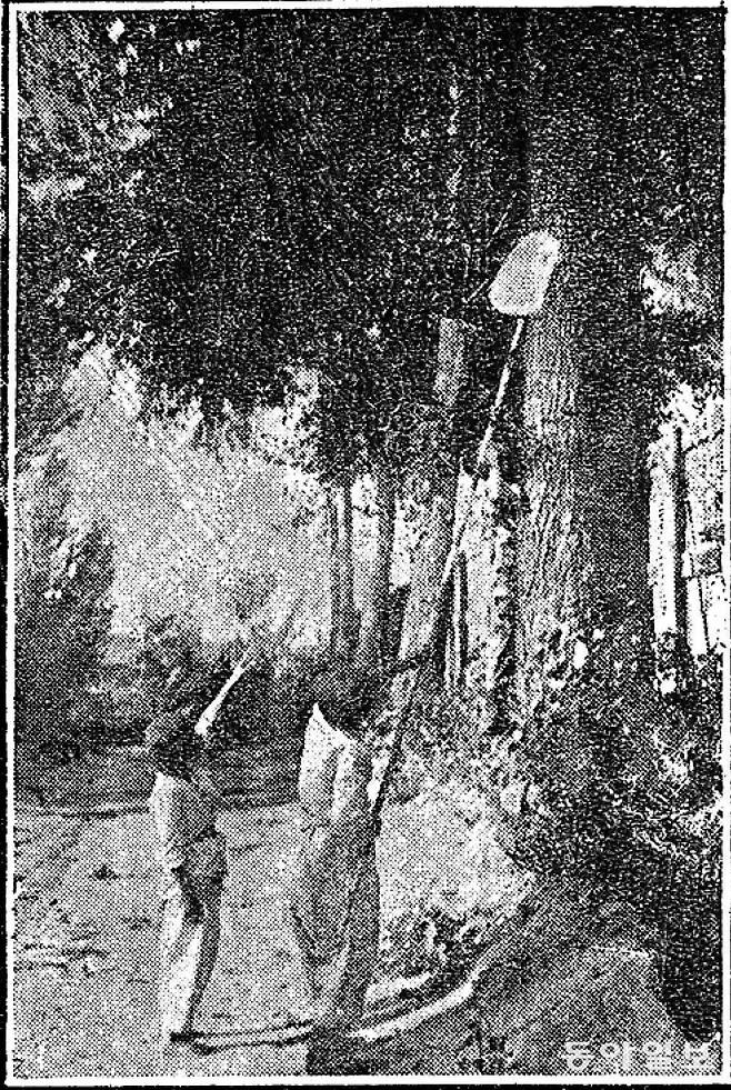 맴맴. 1925년 8월  4일자 동아일보