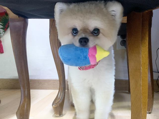 보호소 시절 레몬의 모습. 동물과함께행복한세상 제공