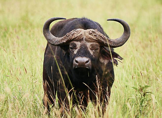 아프리카물소. 기사 이해를 돕기 위한 자료 사진./사진=게티이미지뱅크