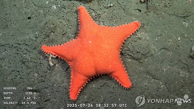 7월 26일 아르헨티나 마르델플라타 바닷속 1천195ｍ 깊이에서 촬영된 불가사리 [슈밋해양연구소 제공. AFP 연합뉴스 자료사진. 재판매 및 DB 금지. Photo by Handout / Schmidt Ocean Institute / ROV SuBastian / AFP]