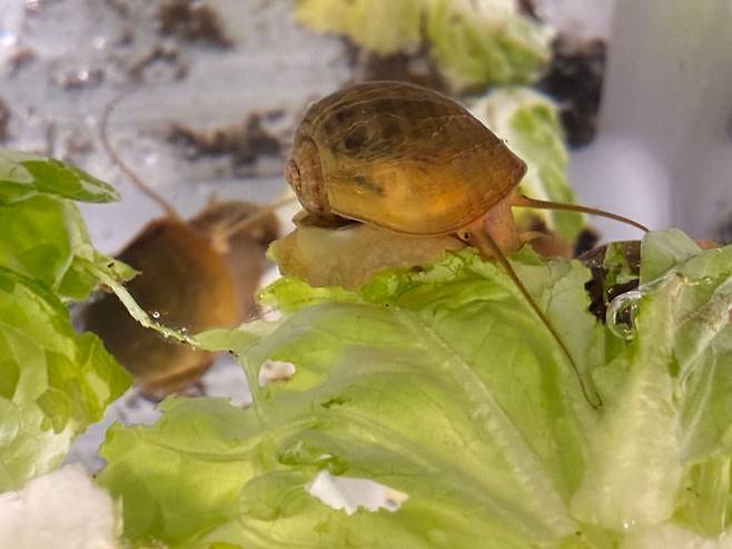 왕우렁이(Pomacea canaliculata)는 사람처럼 카메라 구조의 눈을 가졌다. UC데이비스 연구진은 왕우렁이가 한 달 만에 눈을 재생하는 것을 확인했다. 배아에서 눈 재생에 핵심적인 역할을 하는 유전자도 찾았다./UC Davis