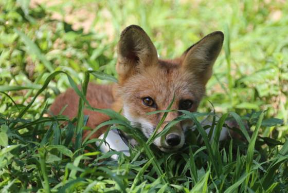 야생으로 방사한 붉은여우가 방사 전 자연적응장에서 활동하는 모습. 국립공원공단 제공