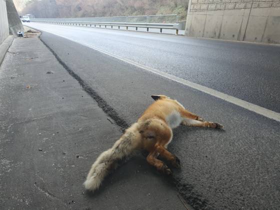 토종 여우가 도로에서 로드킬을 당해 폐사했다. 국립공원공단 제공