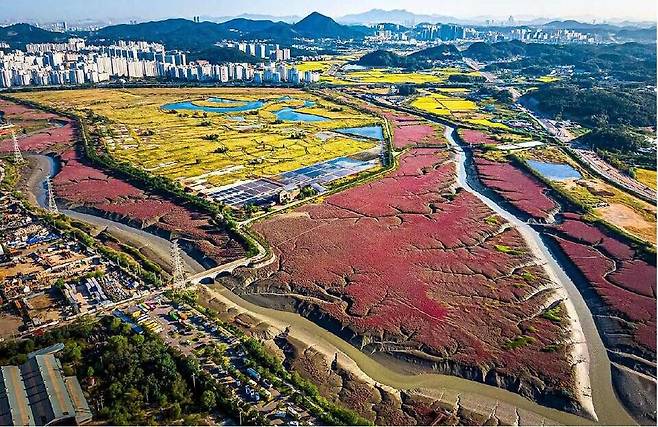 ▲인천 남동구 소래습지생태공원에 형성된 염생식물 군락지 전경. /사진제공=인천시