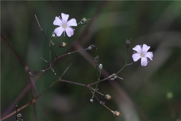 (가는대나물 꽃)