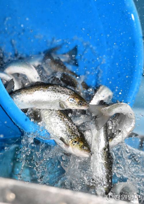 ◇강원특별자치도가 국내 최초로 자체 생산에 성공한 대서양연어. 사진=강원일보DB