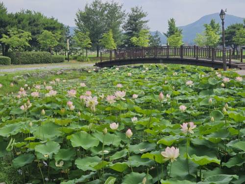 연꽃정원