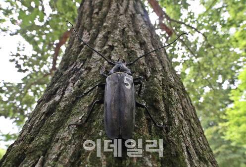 11일 장수하늘소 한마리가 국립수목원 내 광릉숲에서 방사된 후 참나무 위로 올라가고 있다. (사진=박진환 기자)
