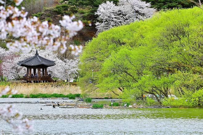 마산정과 버드나무 군락지가 있는 이른봄 신정호. 아산시 제공