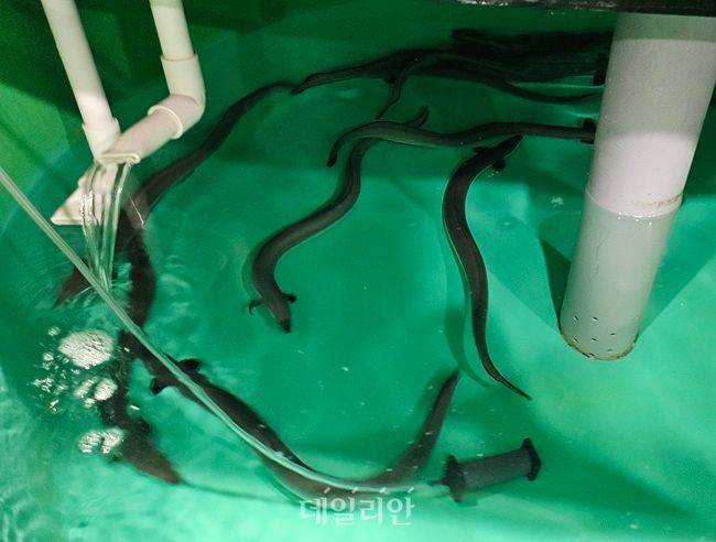 국립수산과학원 실험용 뱀장어 모습. ⓒ데일리안 장정욱 기자