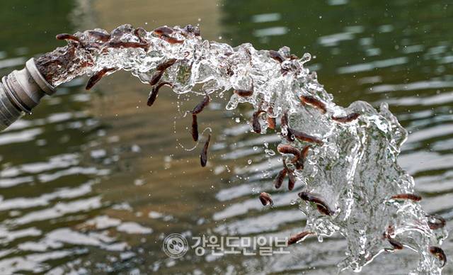 ▲ 철원군과 강원도내수면자원센터는 11일 철원군 한탄강에 대농갱이 어린고기 6만 마리를 방류했다. 이재용 기자