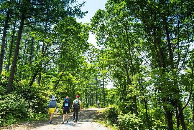 하이원 하늘길-운탄고도 트레킹