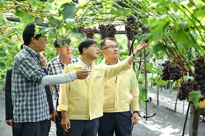 변광용 거제시장과 관계기관 인사들이 포도 재배 농가를 방문해 설명을 듣고 있다. ⓒ거제시