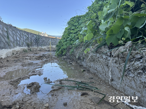 인천 옹진군이 농수로에 레미콘 슬러지를 흘려보낸 백령도 레미콘 업체에 대한 행정제재에 나섰다. 사진은 농수로 벽면을 따라 회색빛 슬러지 추정 물질이 단층을 형성하고 있는 모습. 2025.7.29 /조경욱기자 imjay@kyeongin.com