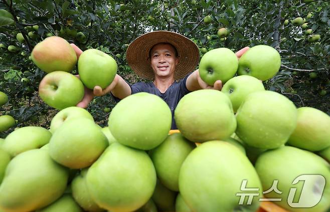 15일 경남 함양군 병곡면 소현마을 사과농장에서  생산된 여름철 초록 사과. (함양군 제공. 사진은 기사 내용과 관련이 없음) 2025.7.15/뉴스1
