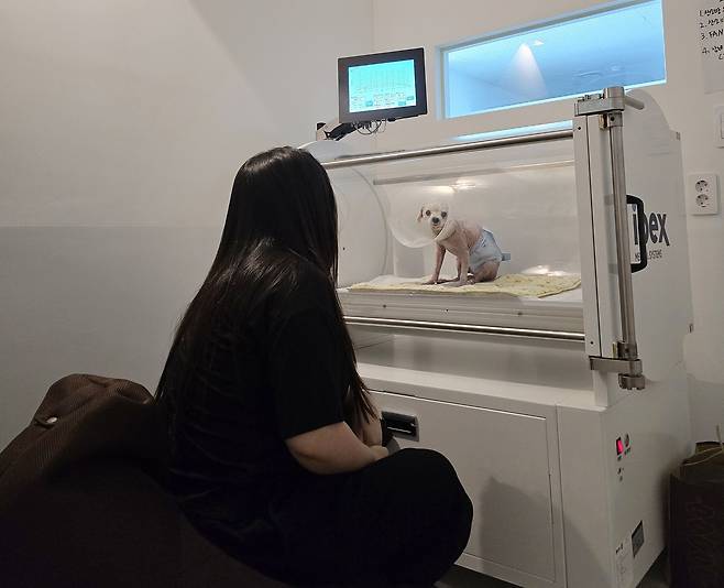 전주 사라양한방동물병원이 최근 도입한 고압산소치료기에서 반려견이 치료 받는 모습을 보호자가 지켜보고 있다(사라양한방동물병원 제공). ⓒ 뉴스1