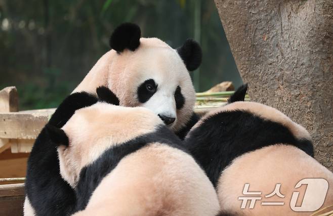국내 최초 쌍둥이로 태어난 판다 자매 루이바오, 후이바오가 엄마와 함께 있는 모습이 일반에 마지막으로 공개된 12일 경기 용인시 처인구 에버랜드 판다월드에서 엄마 아이바오가 루이바오·후이바오와 함께 시간을 보내고 있다.  2025.8.12/뉴스1 ⓒ News1 김영운 기자