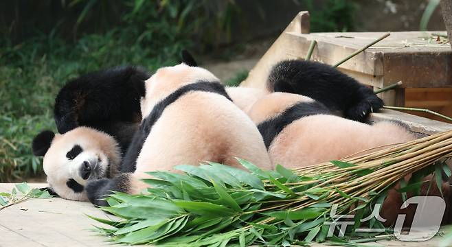 국내 최초 쌍둥이로 태어난 판다 자매 루이바오, 후이바오가 엄마와 함께 있는 모습이 일반에 마지막으로 공개된 12일 경기 용인시 처인구 에버랜드 판다월드에서 엄마 아이바오가 루이바오·후이바오에게 젖을 물리고 있다.  ⓒ News1 김영운 기자