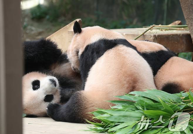 국내 최초 쌍둥이로 태어난 판다 자매 루이바오, 후이바오가 엄마와 함께 있는 모습이 일반에 마지막으로 공개된 12일 경기 용인시 처인구 에버랜드 판다월드에서 엄마 아이바오가 루이바오·후이바오에게 젖을 물리고 있다. ⓒ News1 김영운 기자