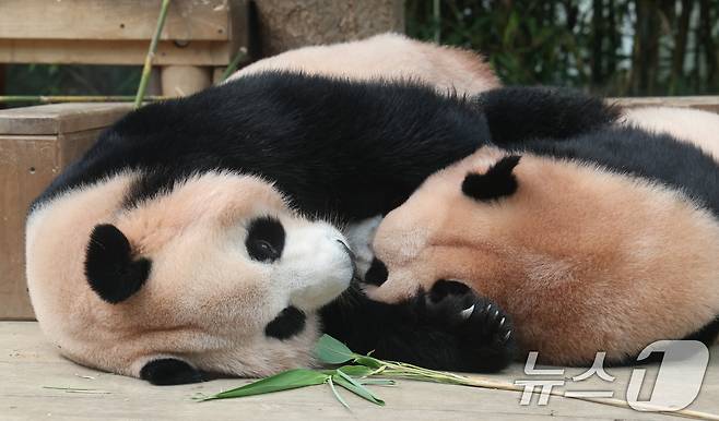 국내 최초 쌍둥이로 태어난 판다 자매 루이바오, 후이바오가 엄마와 함께 있는 모습이 일반에 마지막으로 공개된 12일 경기 용인시 처인구 에버랜드 판다월드에서 엄마 아이바오가 루이바오와 함께 시간을 보내고 있다.  2025.8.12/뉴스1 ⓒ News1 김영운 기자