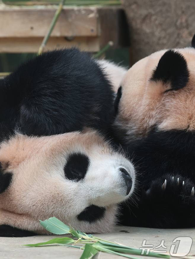 국내 최초 쌍둥이로 태어난 판다 자매 루이바오, 후이바오가 엄마와 함께 있는 모습이 일반에 마지막으로 공개된 12일 경기 용인시 처인구 에버랜드 판다월드에서 엄마 아이바오가 루이바오·후이바오에게 젖을 물리고 있다.  2025.8.12/뉴스1 ⓒ News1 김영운 기자