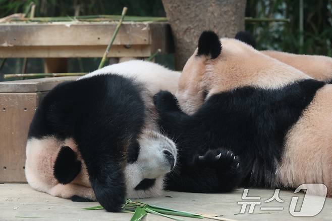 국내 최초 쌍둥이로 태어난 판다 자매 루이바오, 후이바오가 엄마와 함께 있는 모습이 일반에 마지막으로 공개된 12일 경기 용인시 처인구 에버랜드 판다월드에서 엄마 아이바오가 루이바오·후이바오에게 젖을 물리고 있다.   2025.8.12/뉴스1 ⓒ News1 김영운 기자