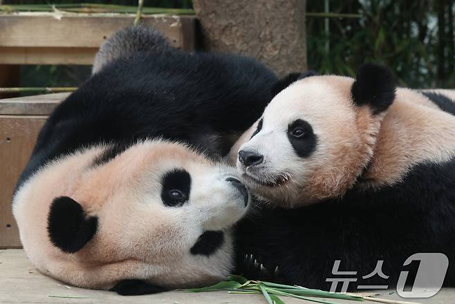국내 최초 쌍둥이로 태어난 판다 자매 루이바오, 후이바오가 엄마와 함께 있는 모습이 일반에 마지막으로 공개된 12일 경기 용인시 처인구 에버랜드 판다월드에서 엄마 아이바오가 루이바오·후이바오에게 젖을 물리고 있다.  2025.8.12/뉴스1 ⓒ News1 김영운 기자