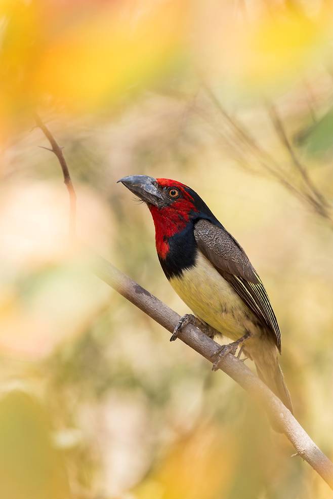 보츠와나에서 관찰된 열대 조류 검은깃 바벳(Lybius torquatus). 기후변화로 폭염 일수가 늘면서 열대 조류가 급감하고 있다./세르게이 데렐리예프(Sergey Dereliev)