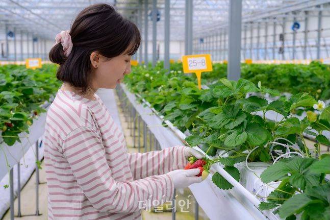 여름딸기 품종을 연구하는 김도연 연구사가 고슬 품종의 상태를 확인하고 있다. ⓒ데일리안 배군득 기자