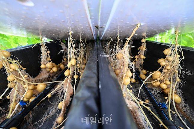 고령지농업연구소에서 연구 중인 감자 수경재배 모습. ⓒ데일리안 배군득 기자
