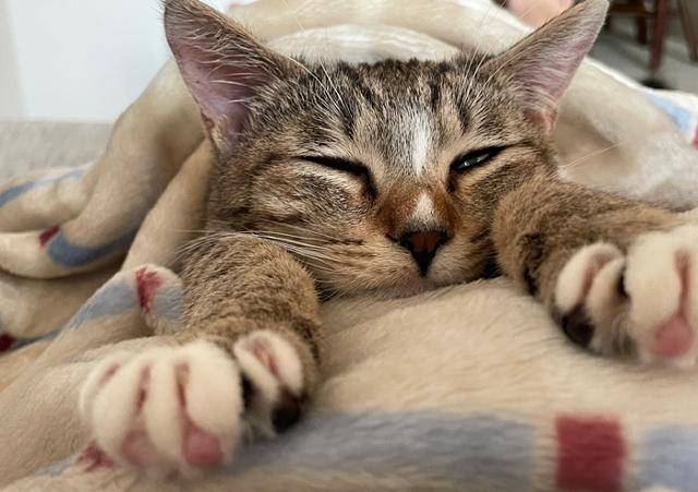 구 알밤 현 고로, 집사바라기로 변신!