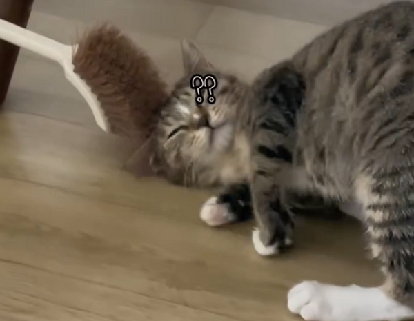 변기 솔 좋아 고양이